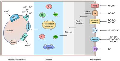 Traversing the Links between Heavy Metal Stress and Plant Signaling